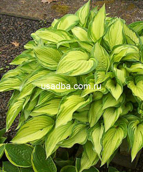 Хоста Альбопикта