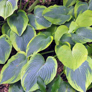 Хоста Алватин Тейлор