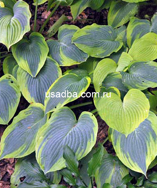 Хоста Алватин Тейлор