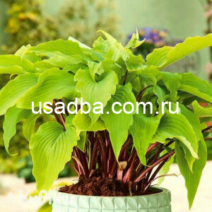 Хоста Goosberry Sundae