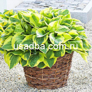 Хоста Wide Brim