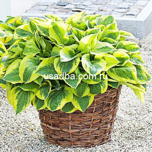 Хоста Wide Brim