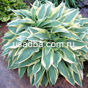 Хоста Wolverine