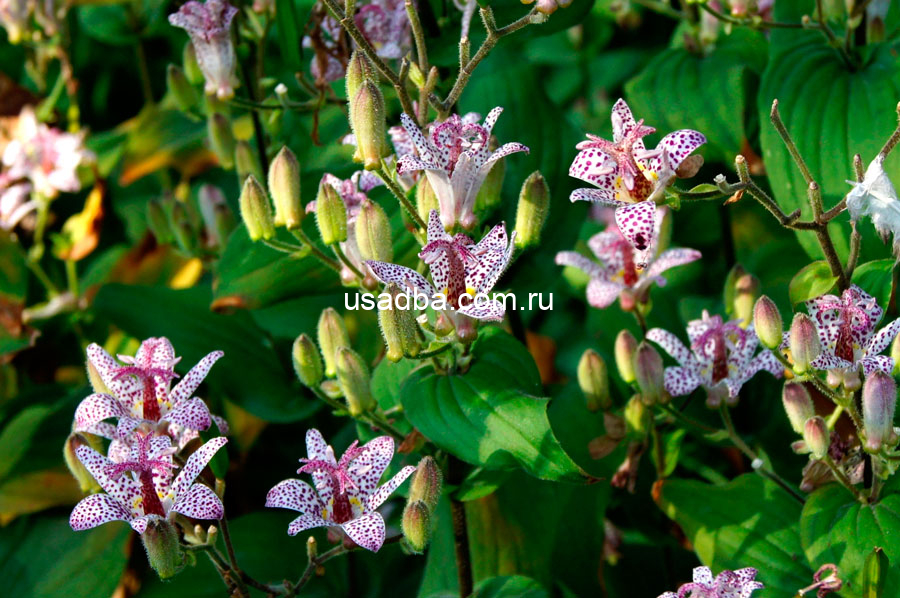 Трициртис