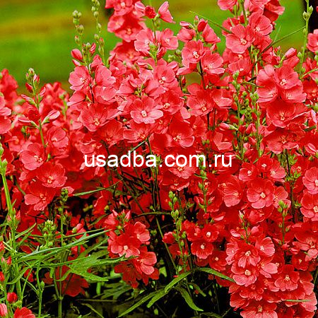 Сидальцея Бриллиант