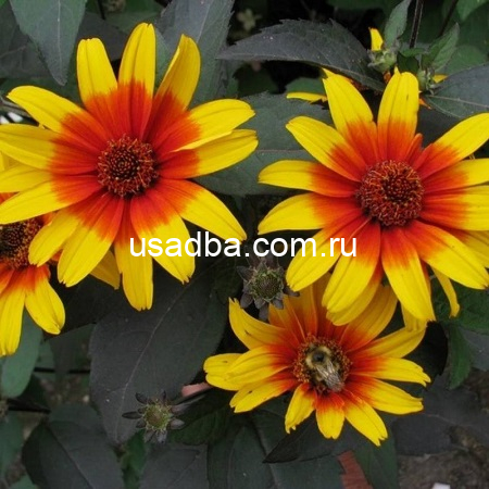 Гелиопсис Sparkling Contrast (Спарклинг Контраст)