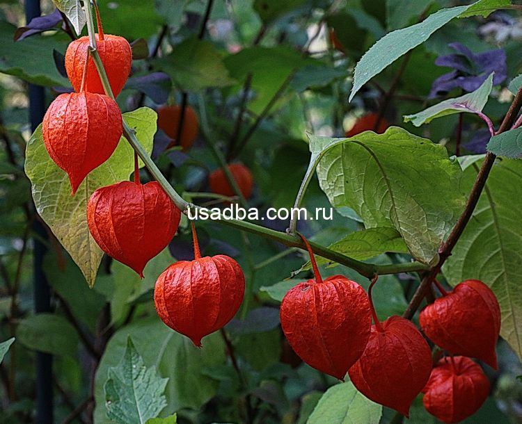 Физалис оранжевый фонарик