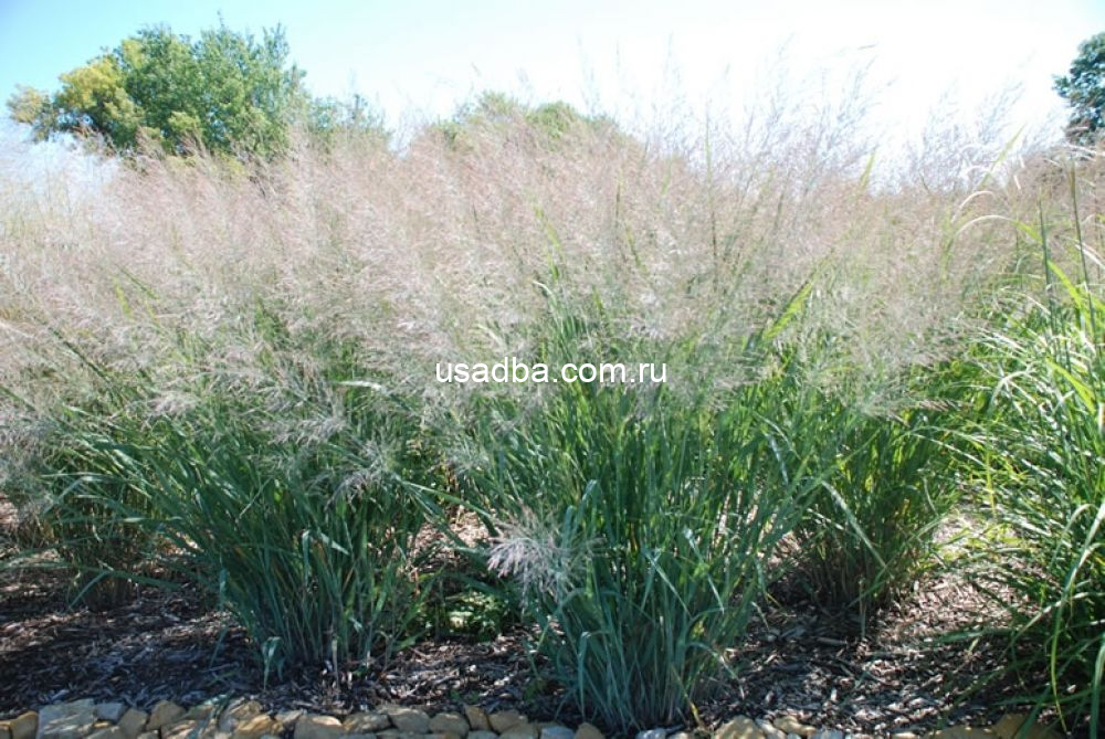 Просо Dallas Blues — изображение 2