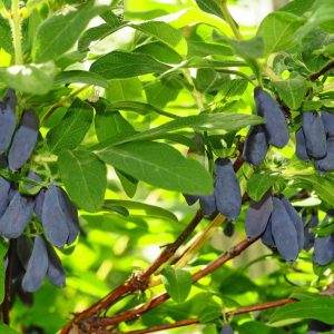 Жимолость съедобная Скифская