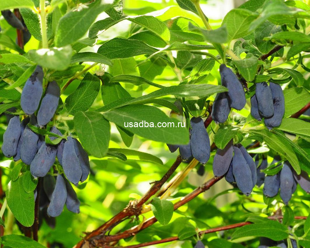 Жимолость съедобная Скифская