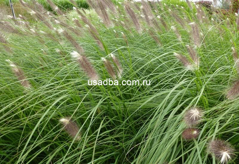 Пеннисетум Японикум