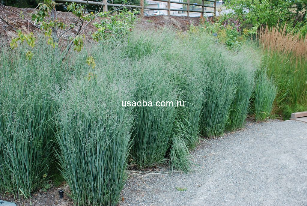 Просо - Heavy Metal