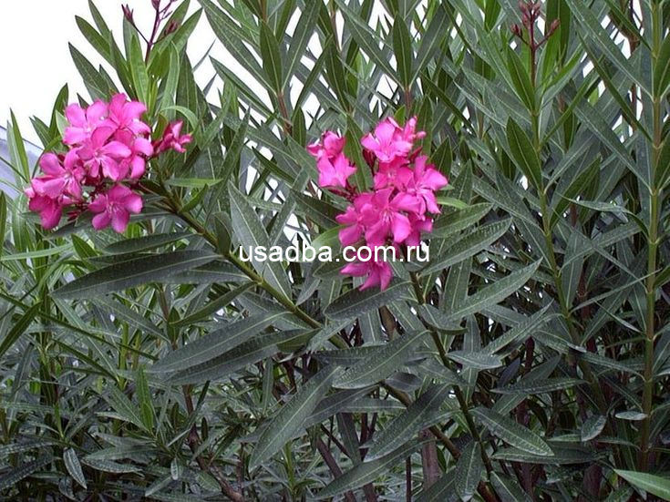 Олеандр из семян. — изображение 2
