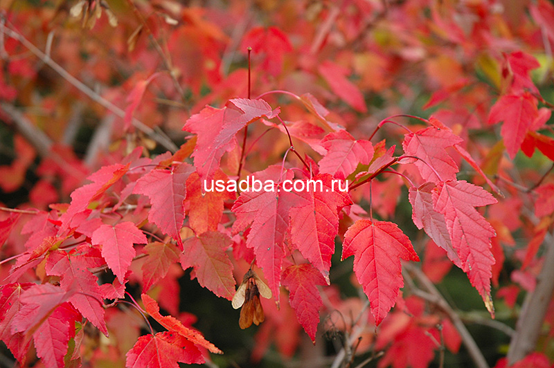 Клен Гиннала