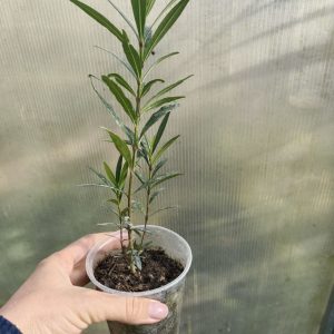 Олеандр из семян.