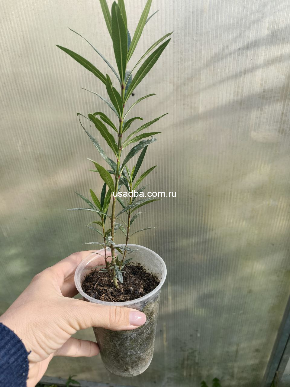 Олеандр из семян.