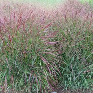 Просо Switch grass