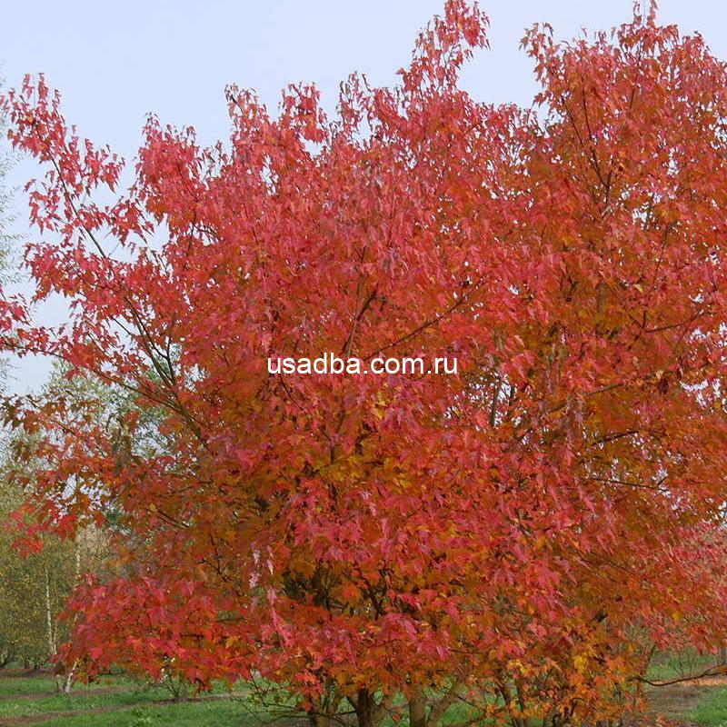 Клен Гиннала — изображение 2