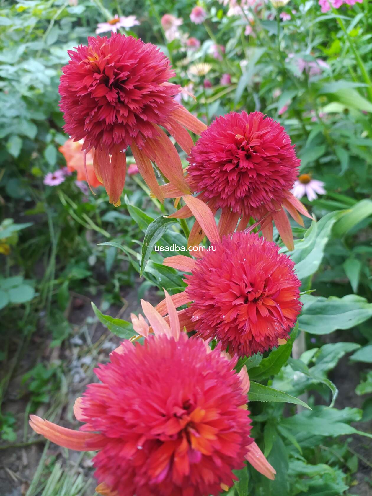 Эхинацея Double & Medium Eccentric