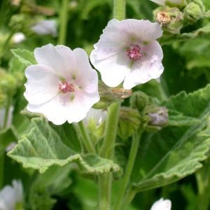 Алтей лекарственный