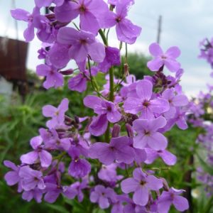 Маттиола ( Вечерница Матроны)