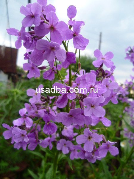 Маттиола ( Вечерница Матроны)