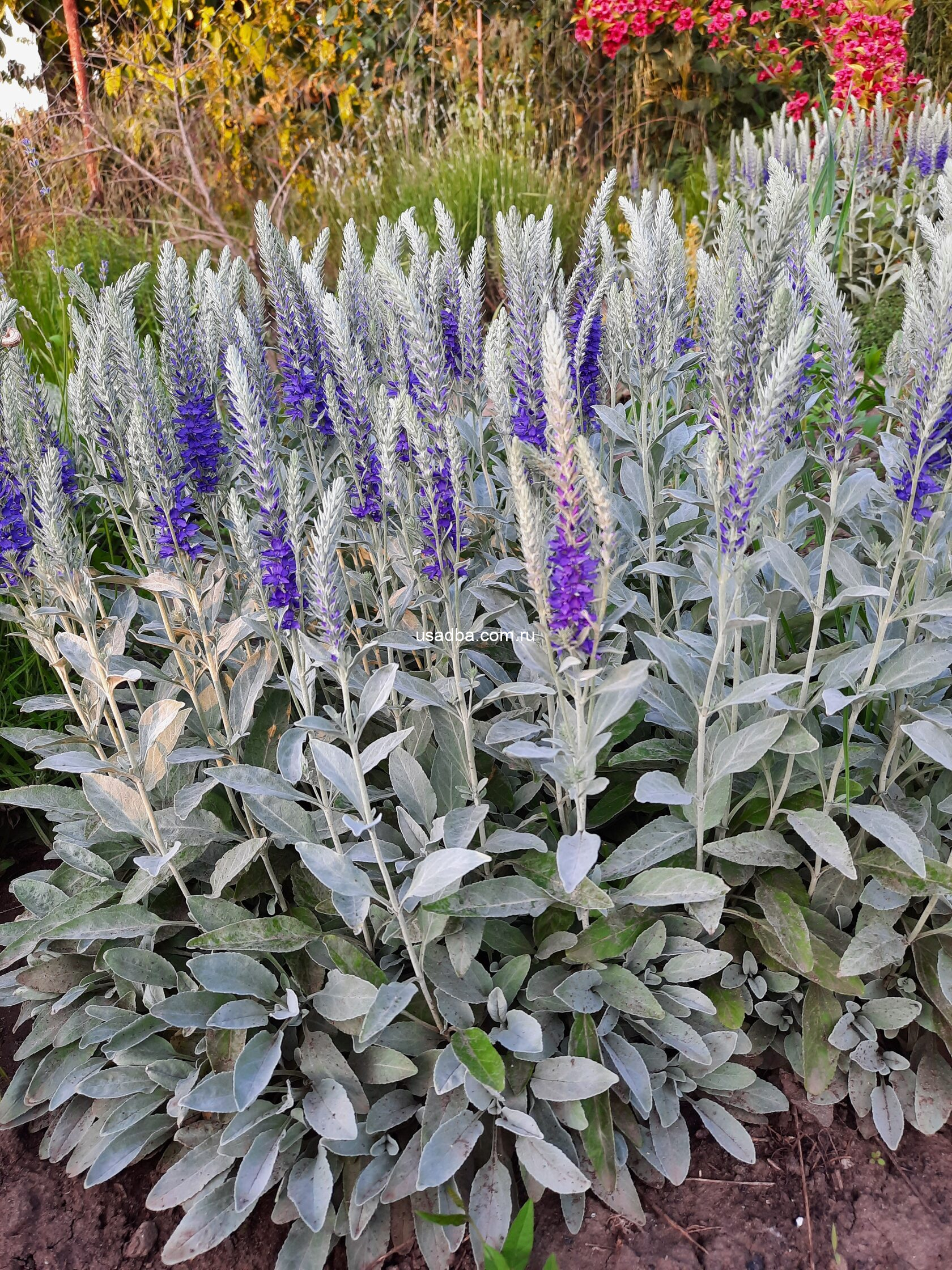 Вероника седая