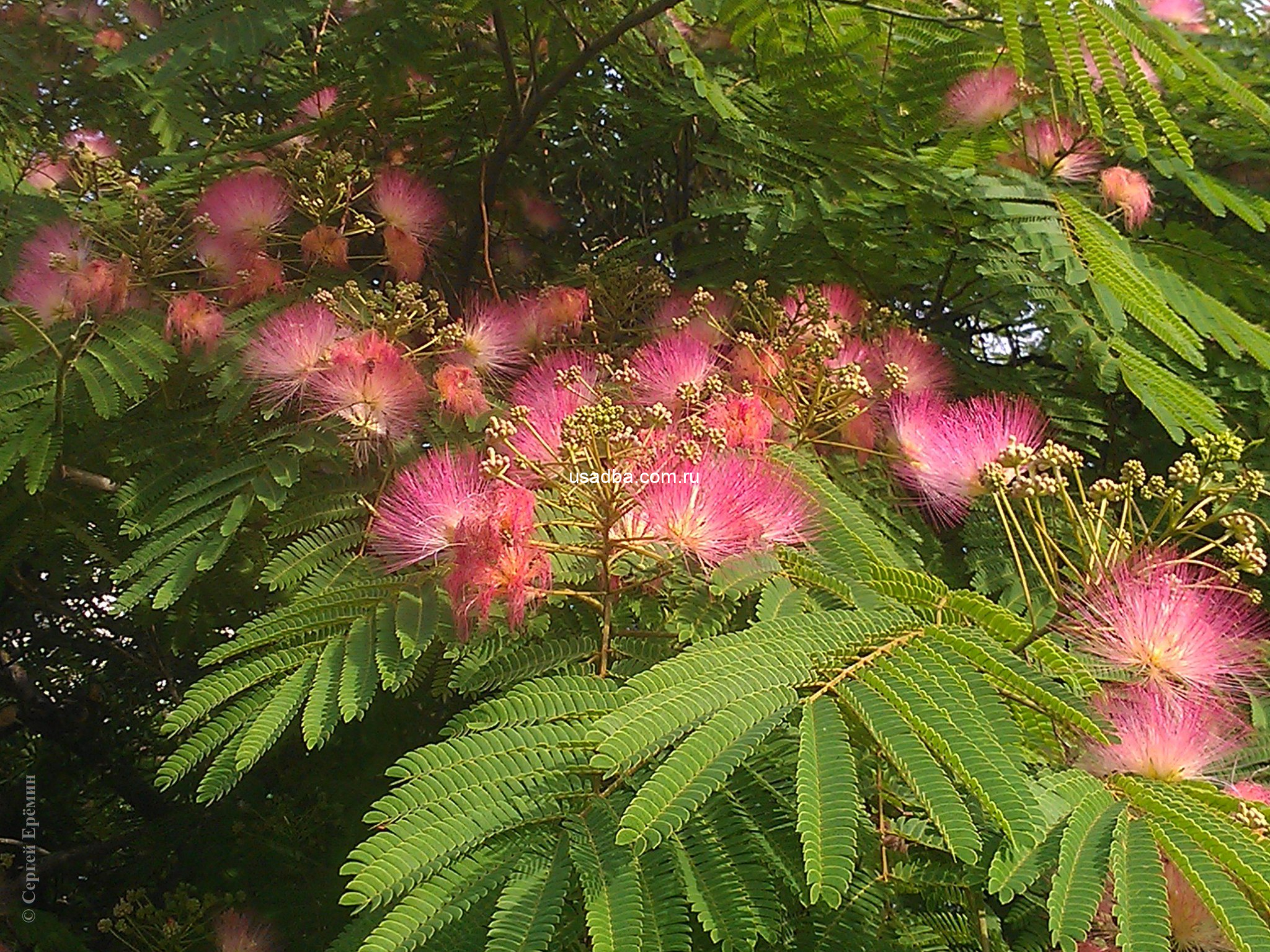 Альбиция ленкоранская