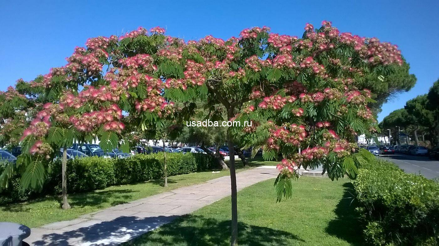 Альбиция ленкоранская — изображение 2