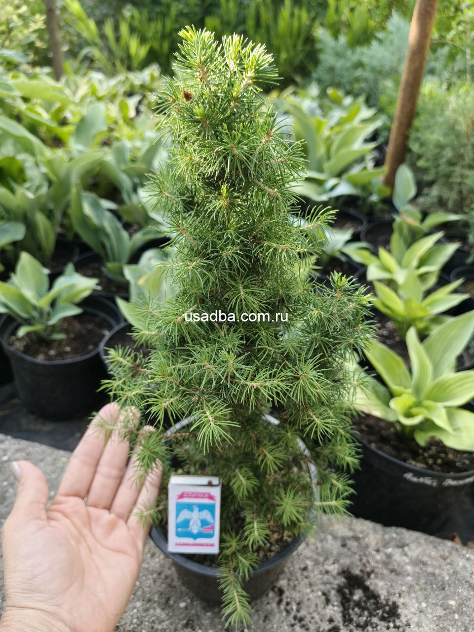 Ель канадская Коника — изображение 2