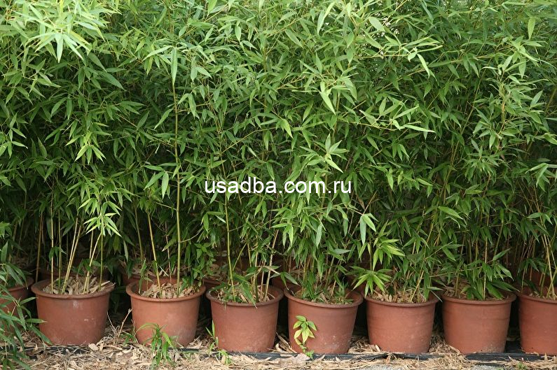 Бамбук (листоколосник сизо -зеленый)