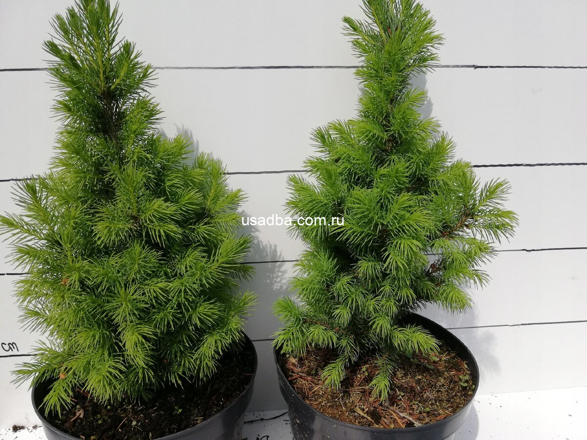Ель канадская Коника