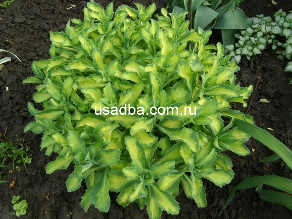 Седум видный вариегата