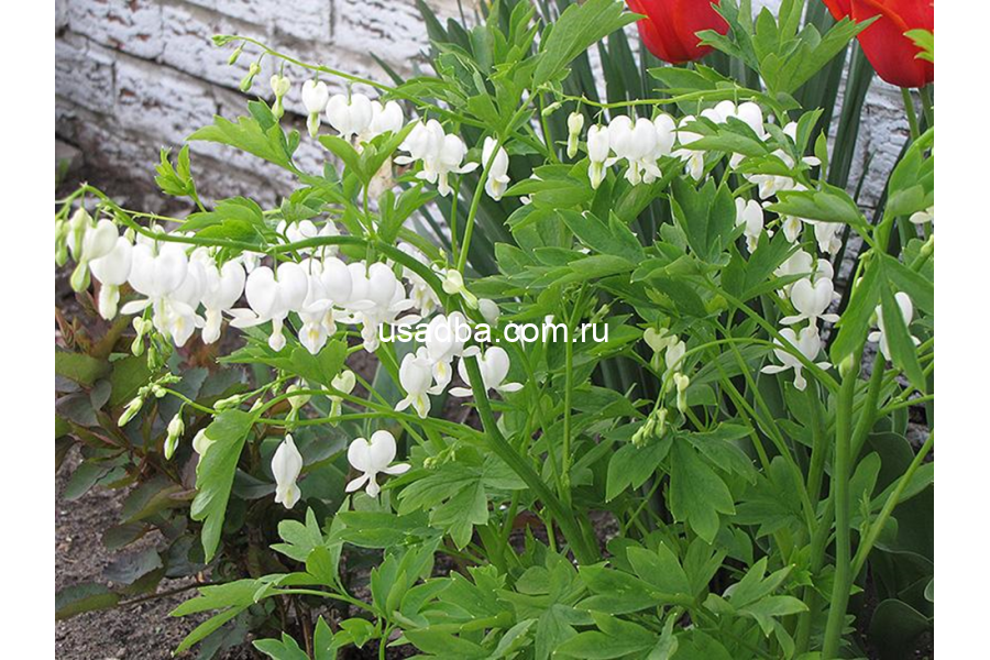 Дицентра белая Альба