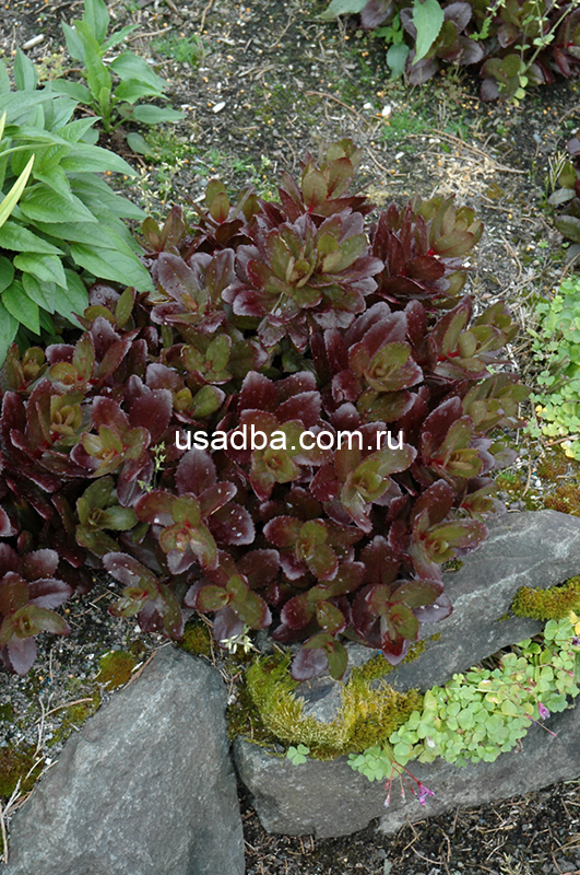 Очиток Чоколат дроп