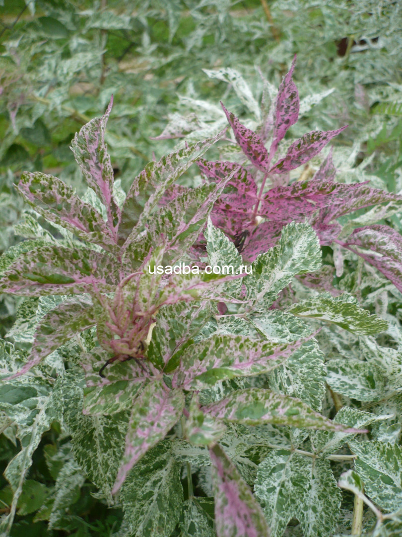 Бузина "Пулверулента"