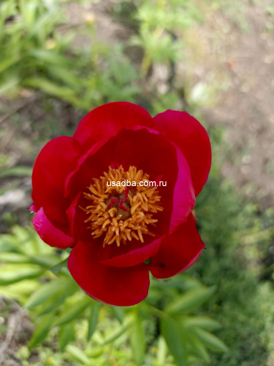 Пион Кристин Джой