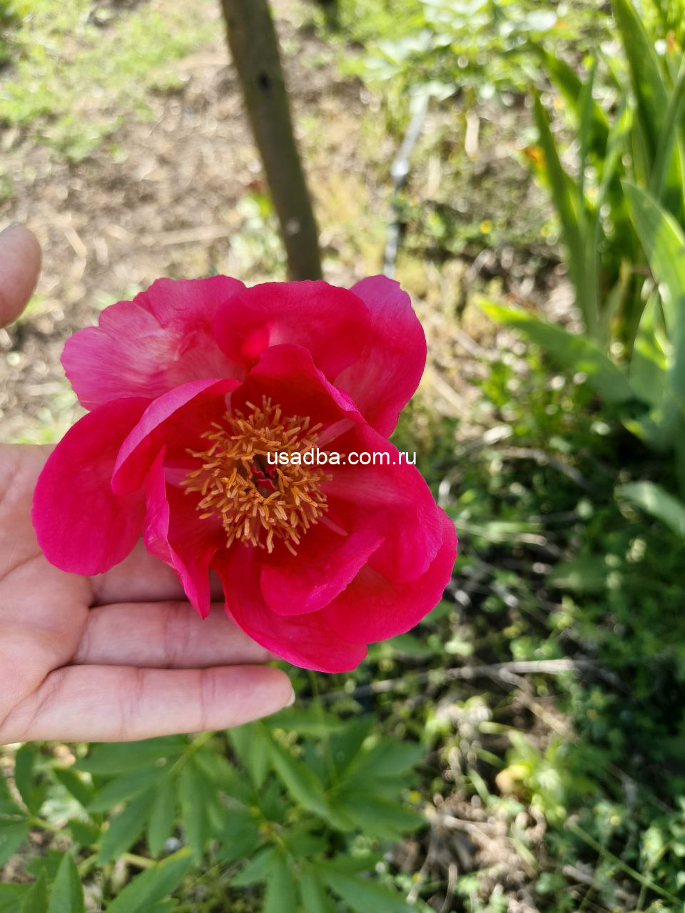 Пион Кристин Джой — изображение 2