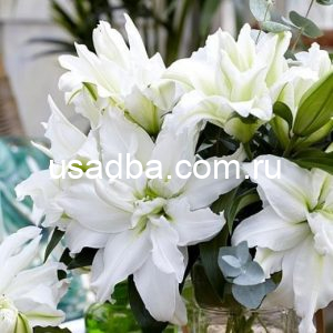 Лилия Аиша