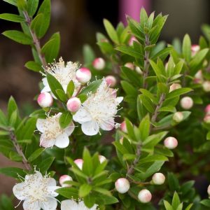 Мирт обыкновенный