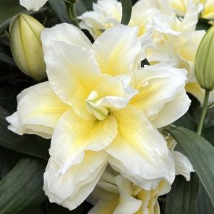 Лилия Roselily Ludwina