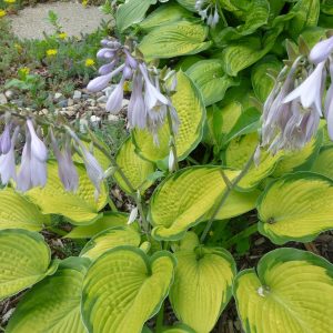 Хоста  Иннисвуд