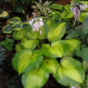 Хоста Лайк Сайд Банана Бай