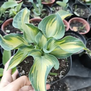 Хоста Голден Медоуз