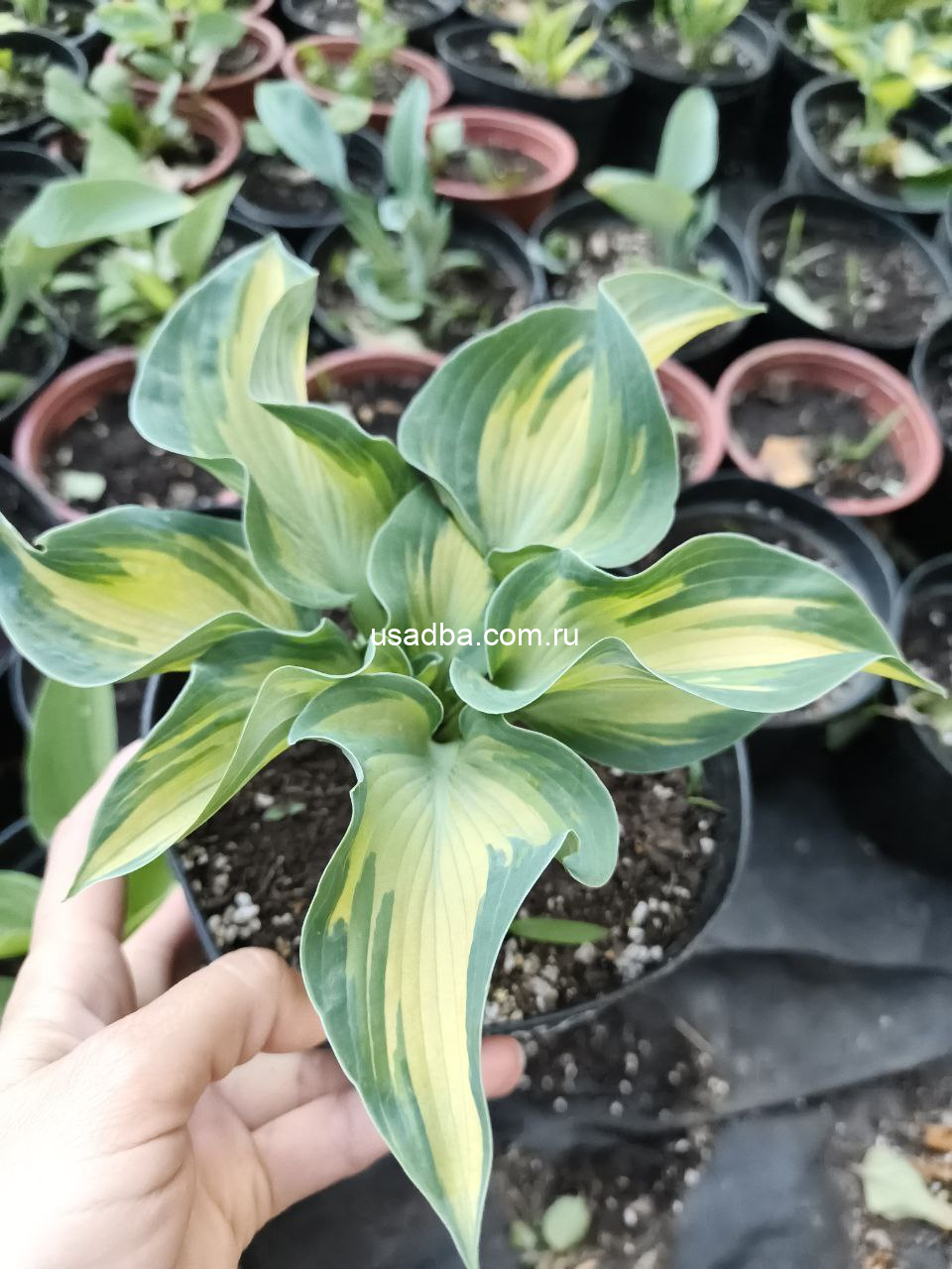 Хоста Голден Медоуз