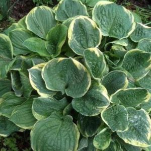 Хоста Кристмас Три