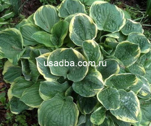 Хоста Кристмас Три